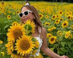 Sunflower festival Aug, 16,17,23,24