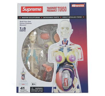 Supreme Female Anatomy Model Clear