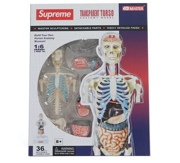 Supreme Male Anatomy Model Clear