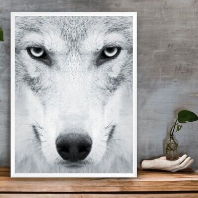 Quadro Decorativo: "Lobo Branco"