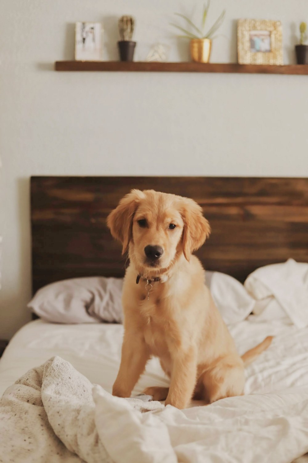 Animal Communication