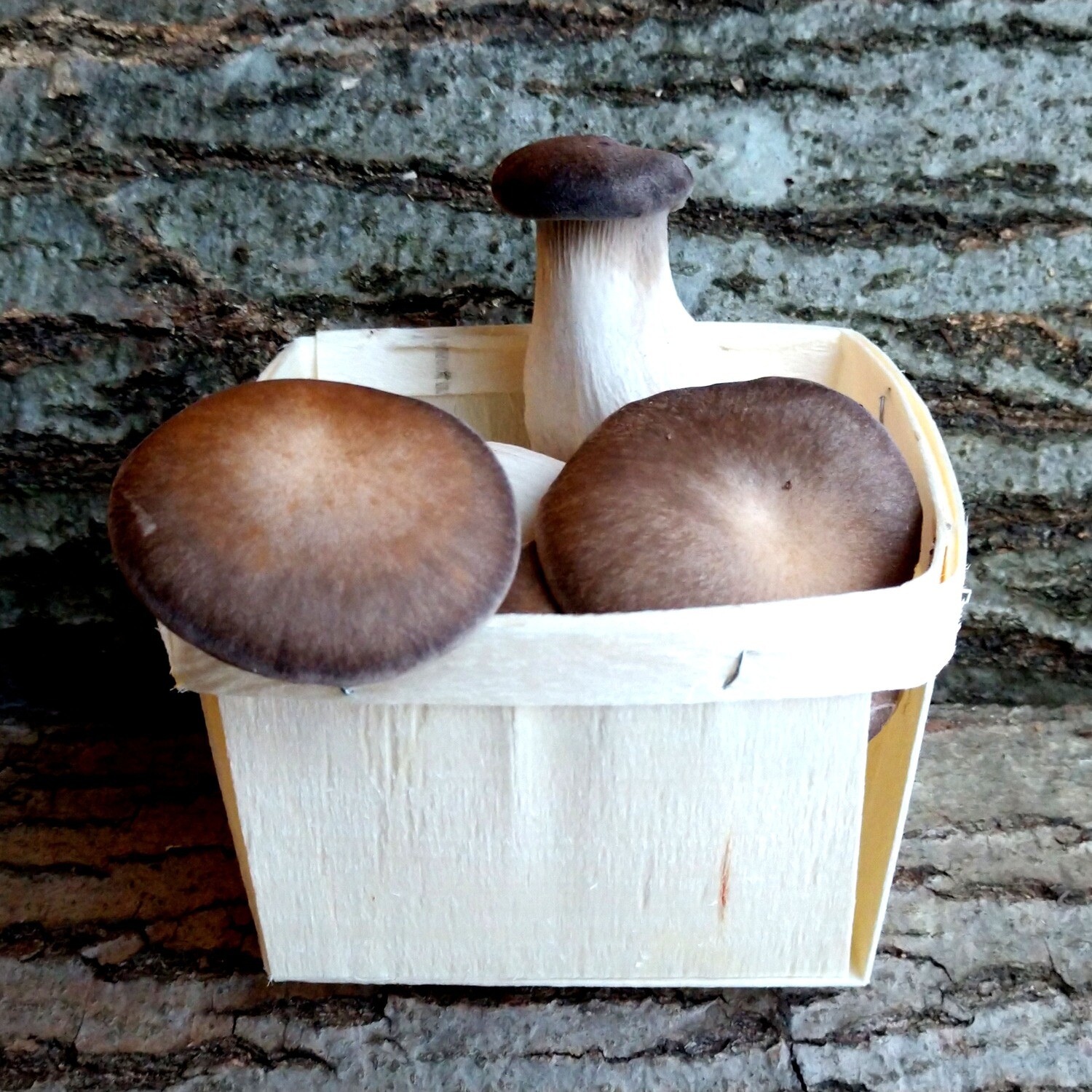 Fresh Mushrooms 4 oz. - Black Pearl
