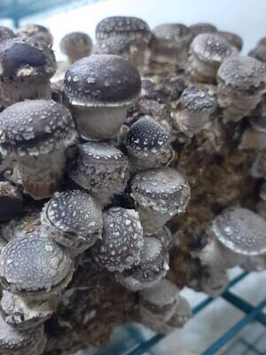 ​Fresh Mushrooms - Shiitake, winter-grown