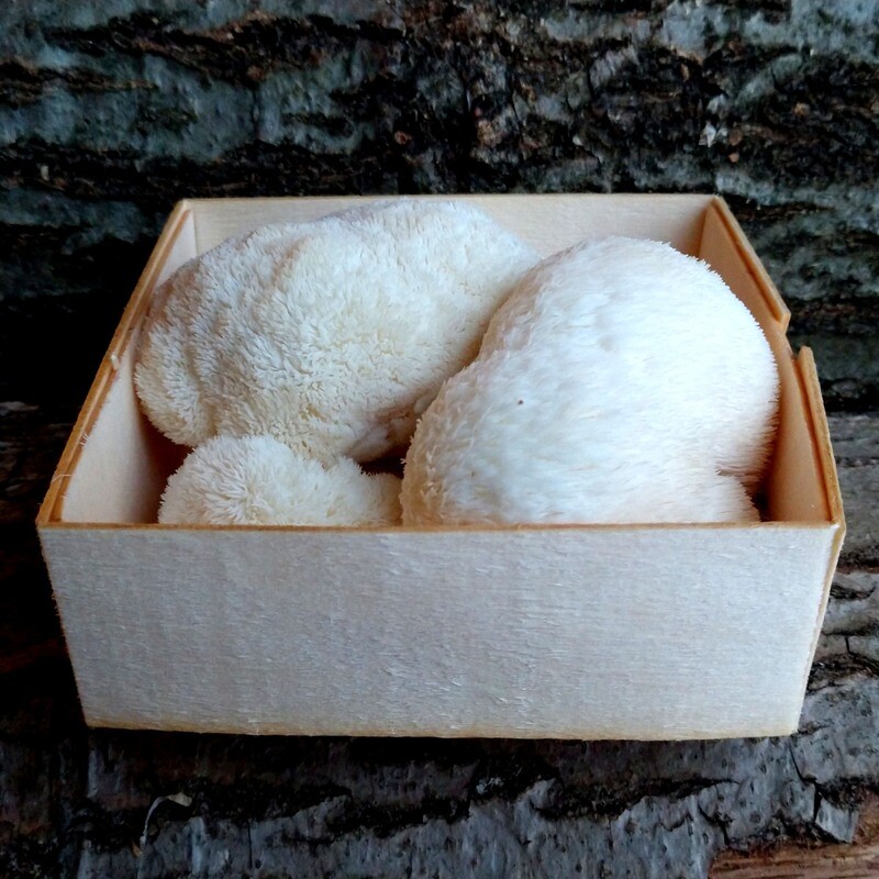 Fresh Mushrooms - Lion&#39;s Mane