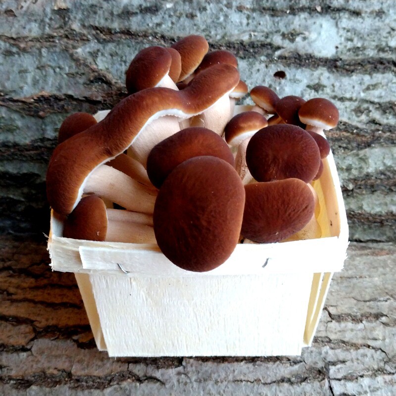 Fresh Mushrooms 4 oz. - Black Poplar