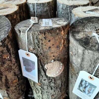 Mushroom Log Kit Set - Shipping only