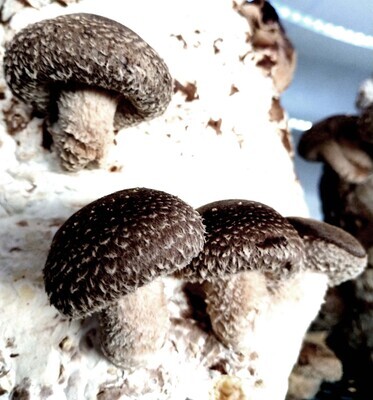 Fresh Mushrooms 8 oz. - Quart Shiitake, winter grown