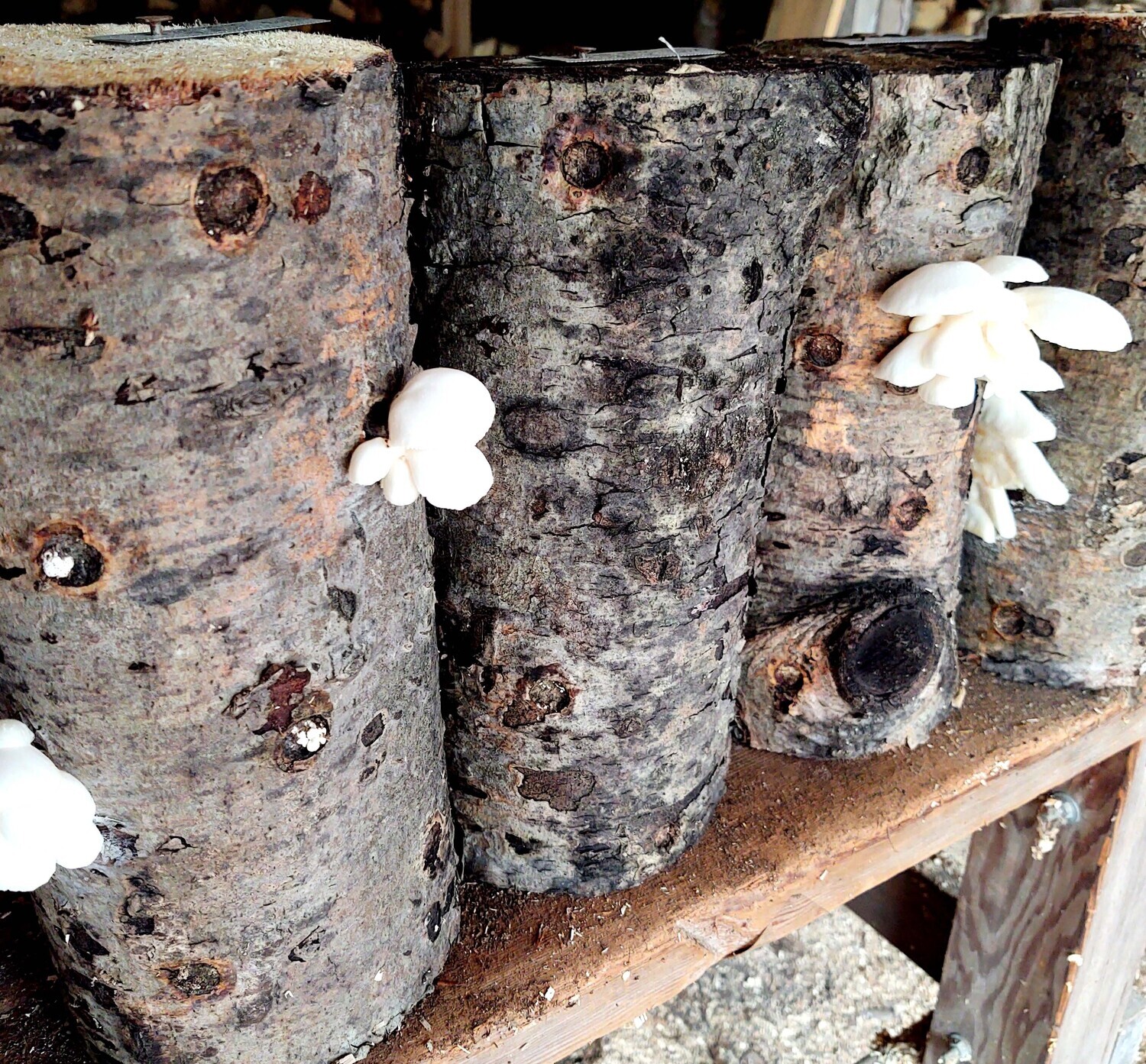 Oyster Log Kit - Shipping only