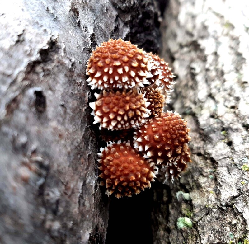 Chestnut Log Kit - Shipping only