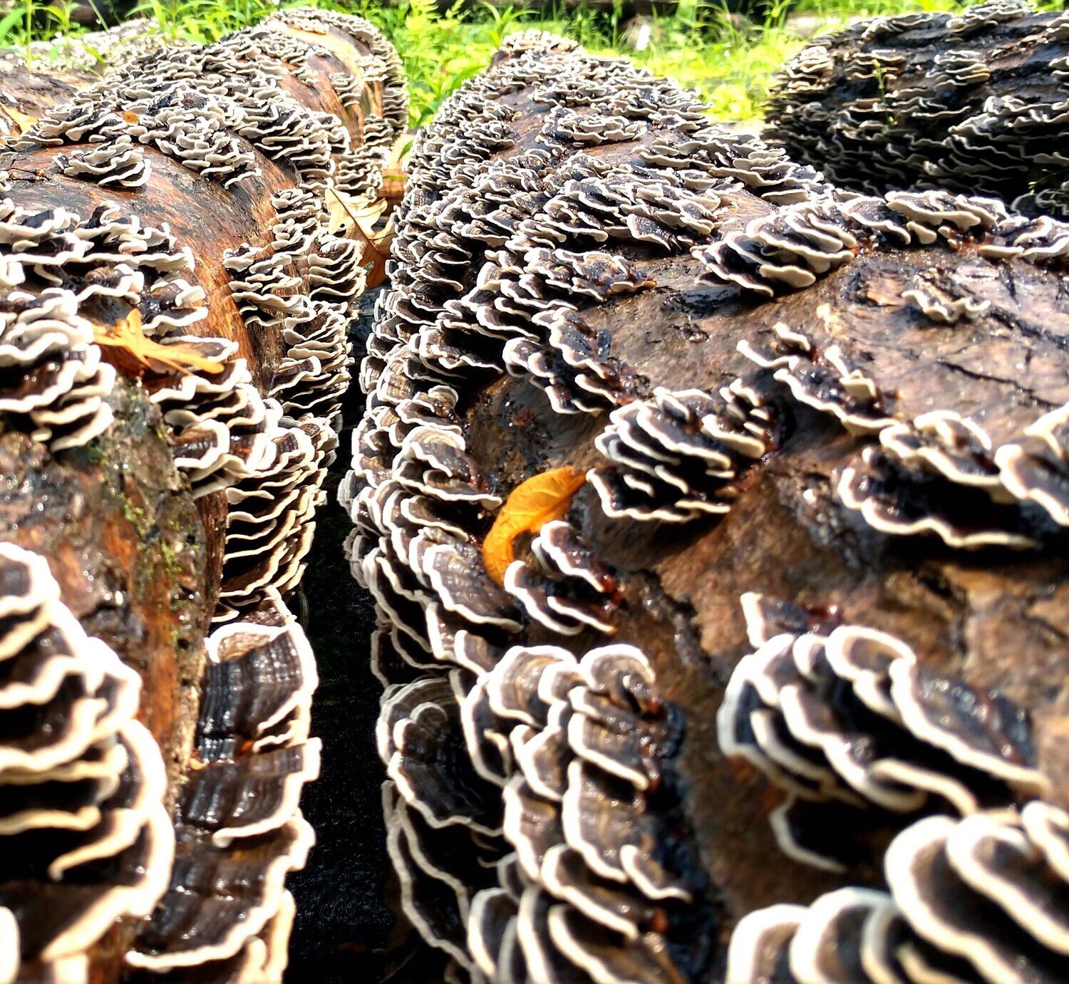 Turkey Tail Log Kit - Shipping only