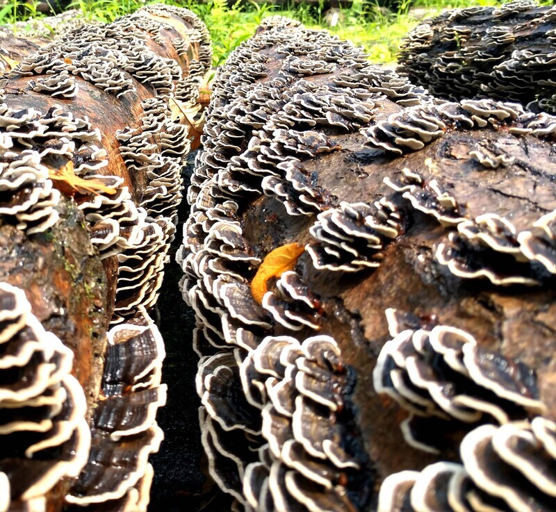 Turkey Tail Log Kit - Shipping only