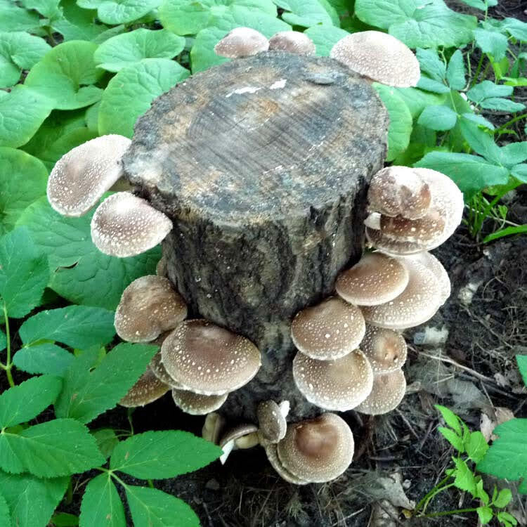 Shiitake Log Kit - Shipping only