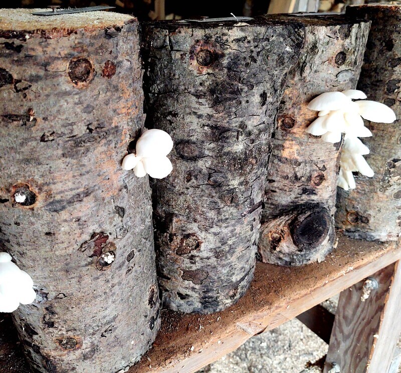 Oyster Log Kit - Shipping only