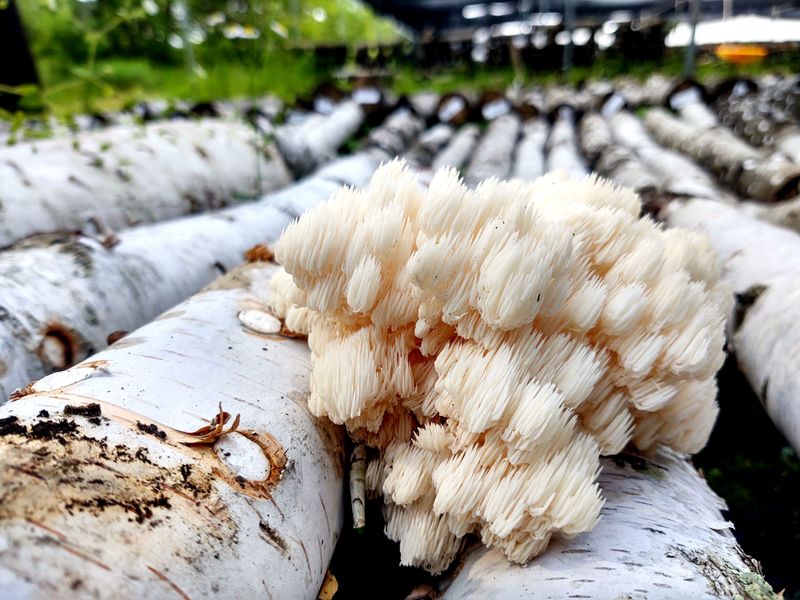 Lion's Mane Log Kit - Shipping only