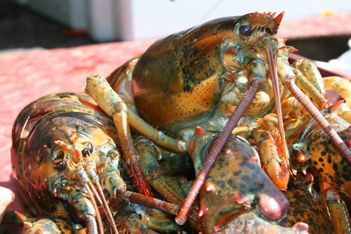 Live Lobster (Take Out)