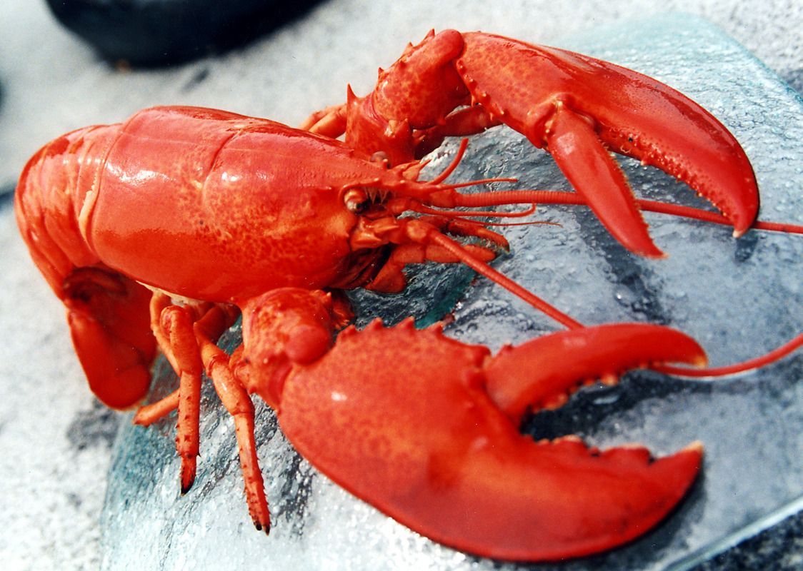 Lobster Meal (Eat In or Take Out)