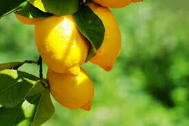 Lemon Tincture