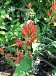 Castilleja Tenuflora Tincture