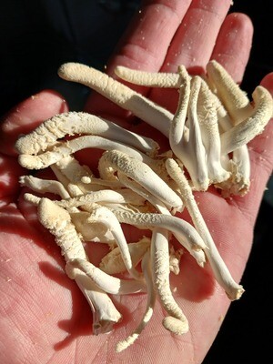 Albino cordyceps militaris