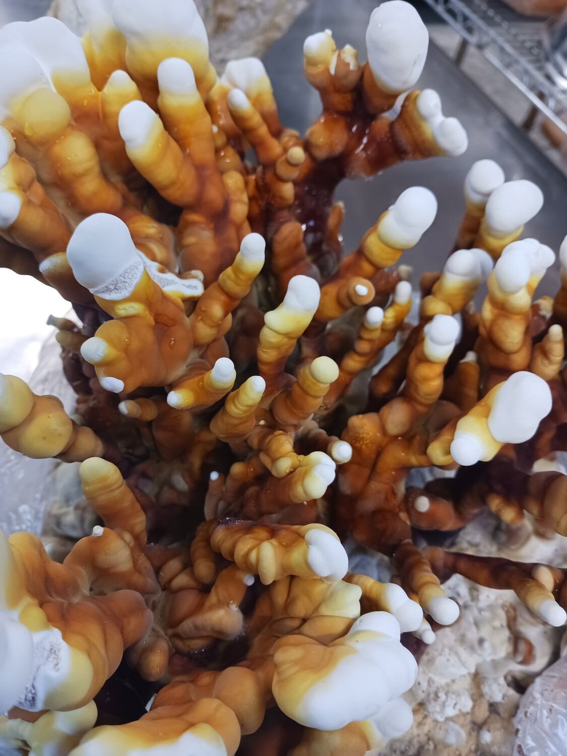 Dried reishi mushroom