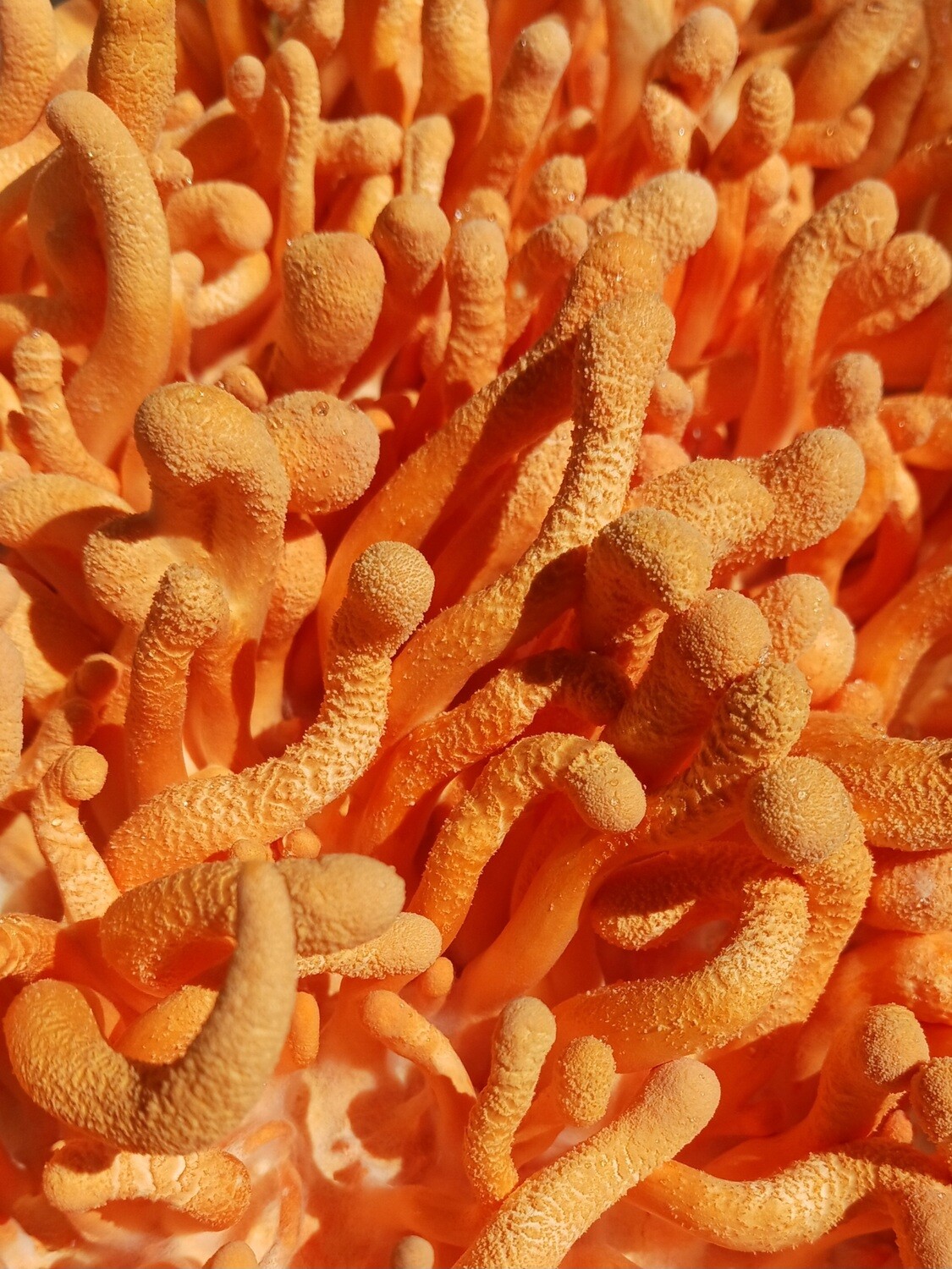 Powdered cordyceps militaris