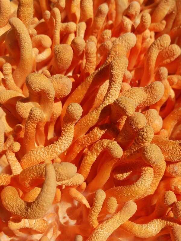 Powdered cordyceps militaris
