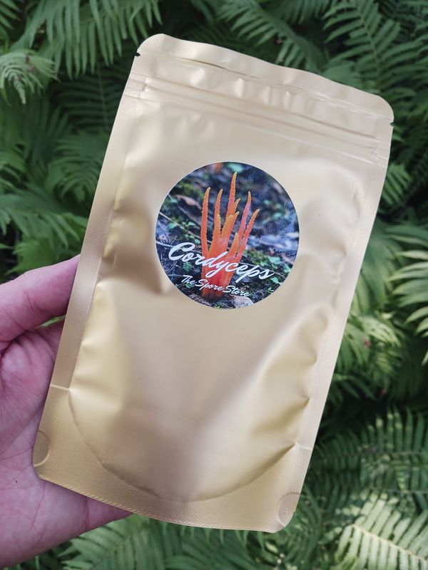 Powdered cordyceps militaris