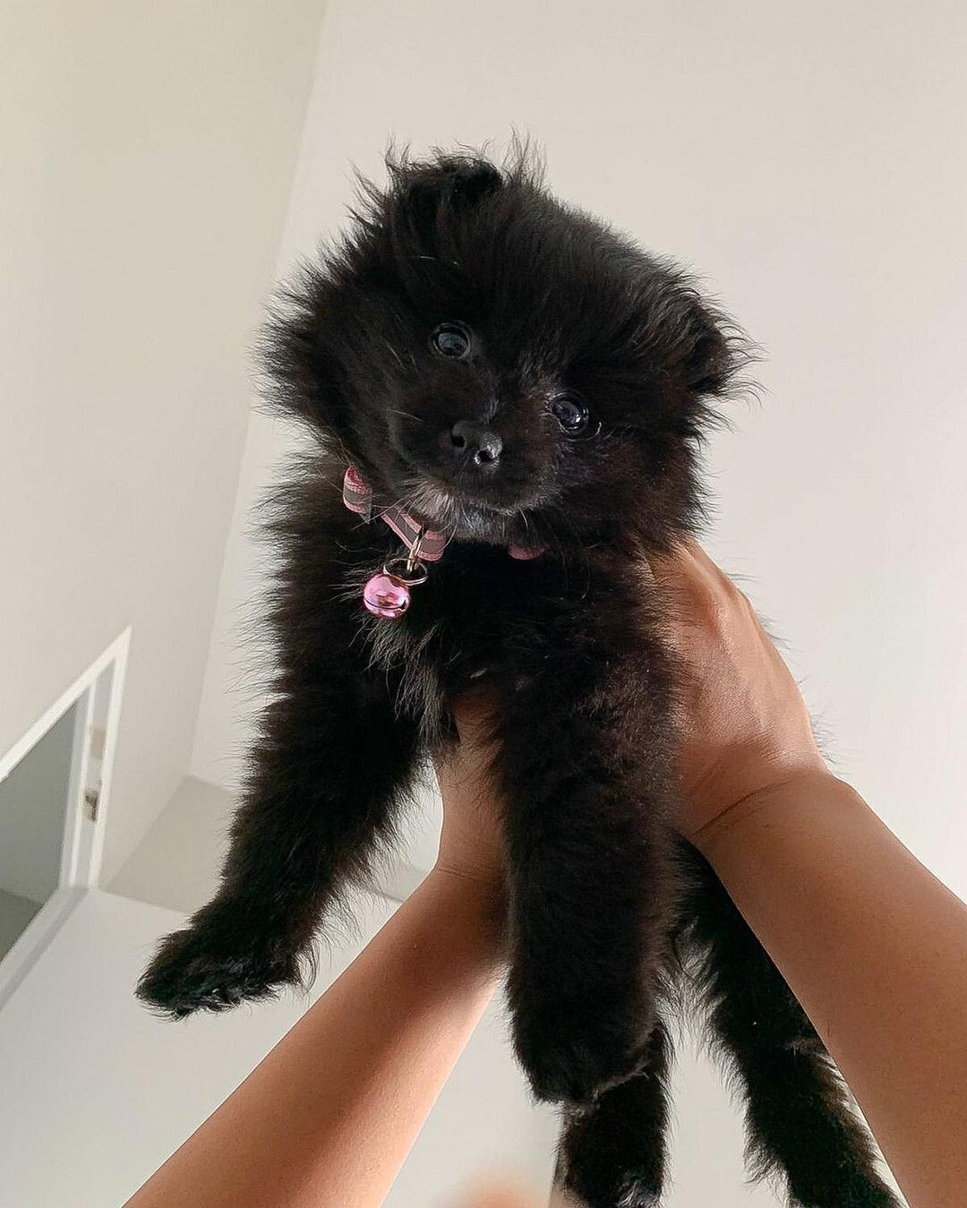 Simba