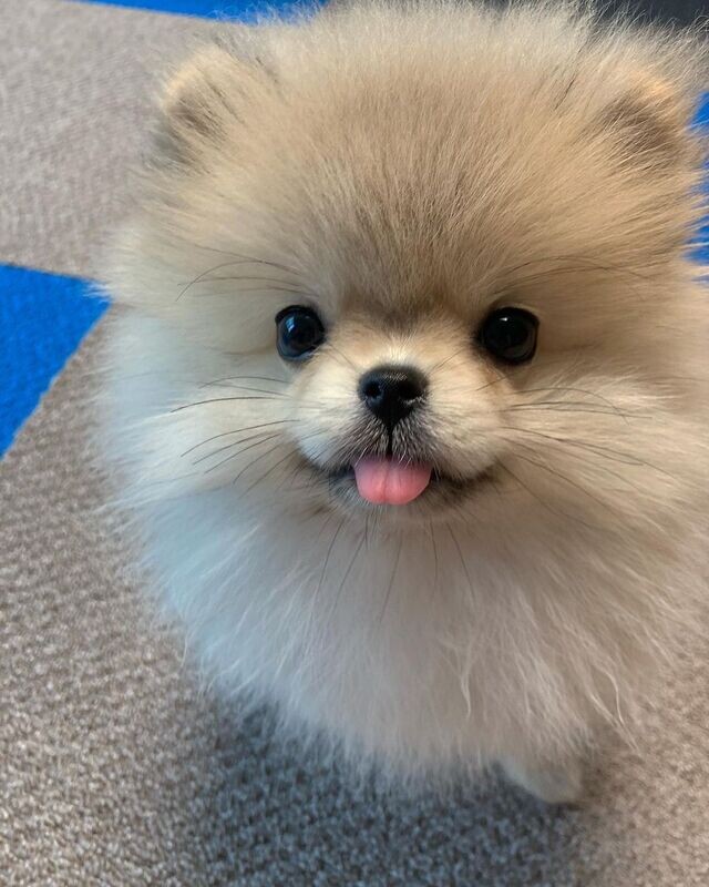 Bobby