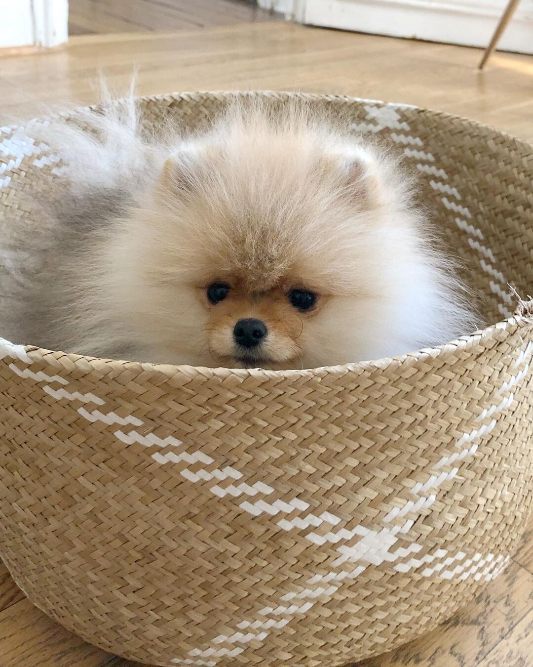 Mochi