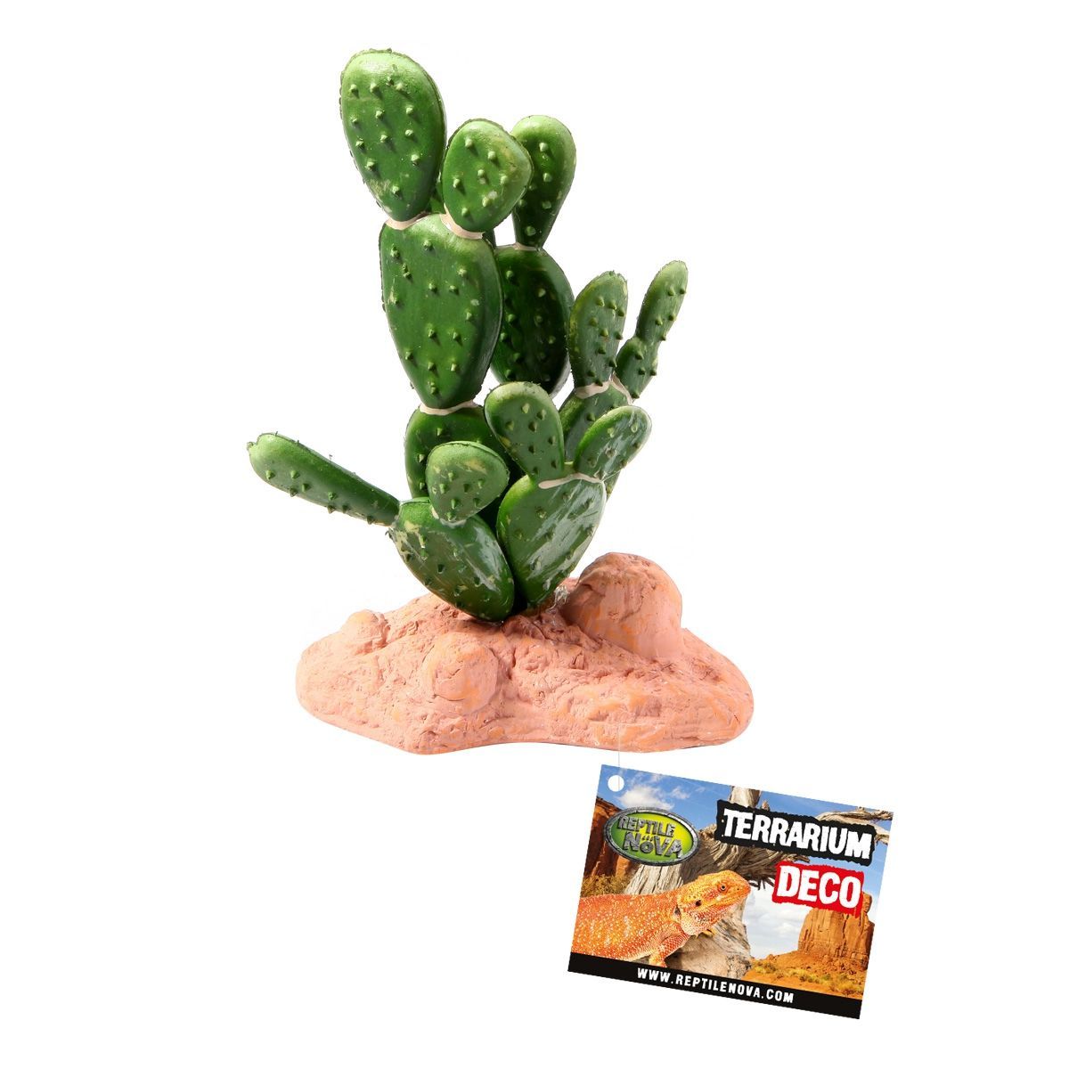 RN Cactus Staand B