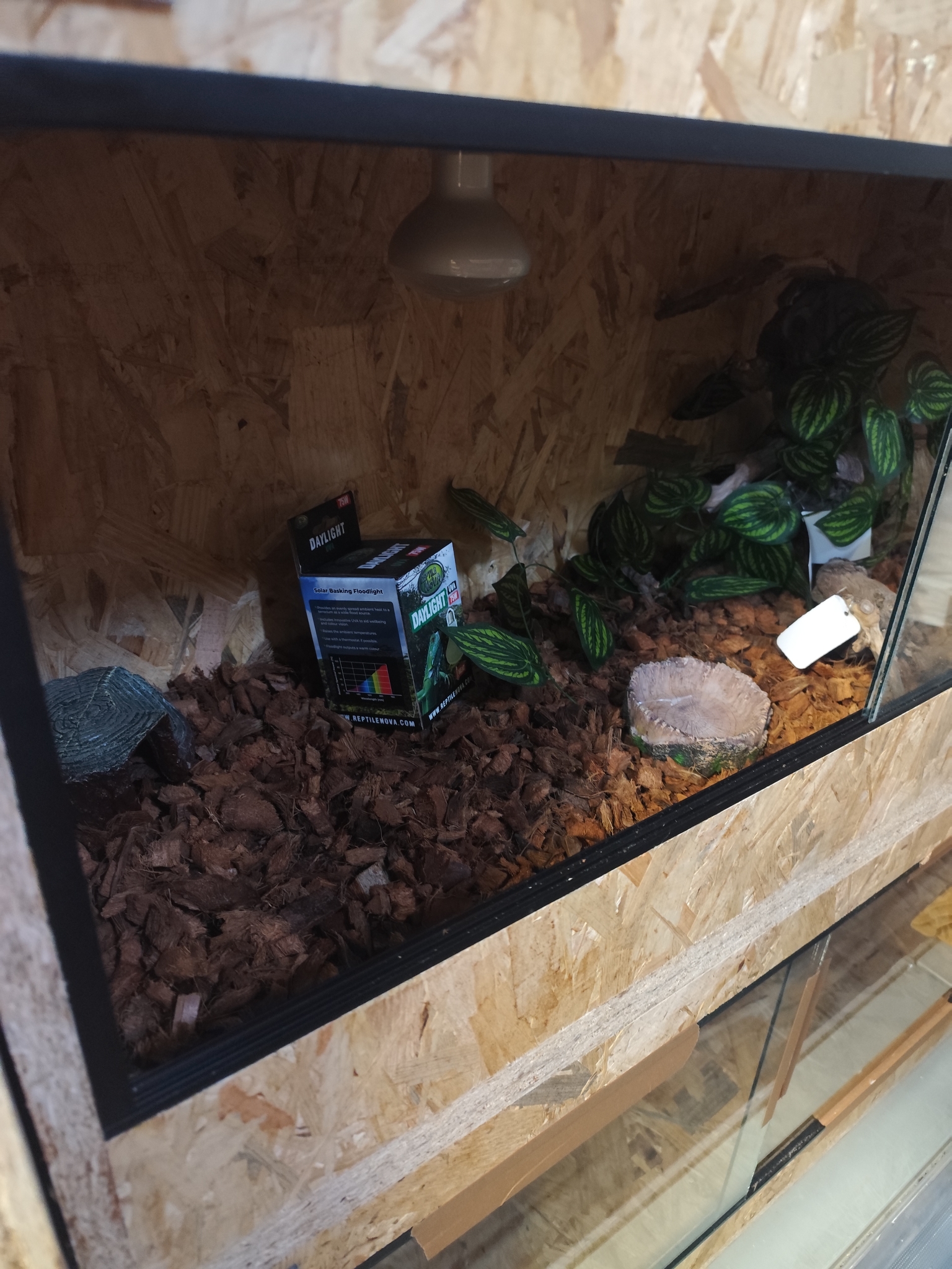 Osb3 terrarium 100/40/50 ingericht (2)