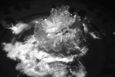 Una rosa danza nell&#39; universo