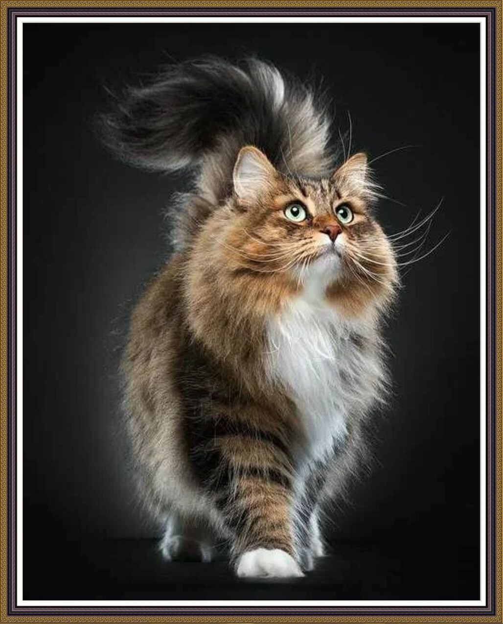 Fluffy Cat