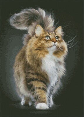 Cats, Wild cats