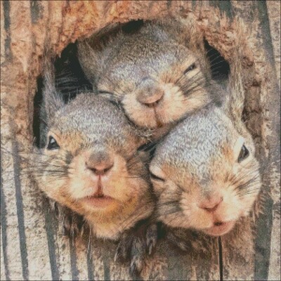 Other animals