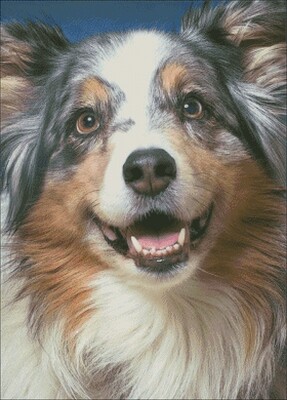 Dogs, Wolves