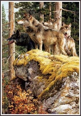 On the lookout