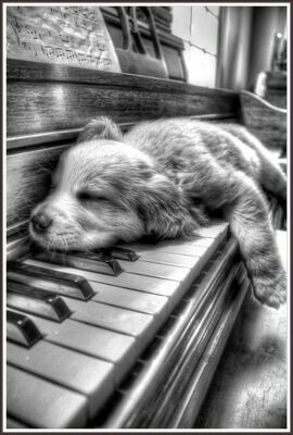 Piano Dog