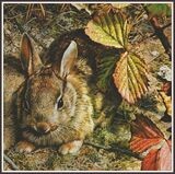 A Hare in the Leaves