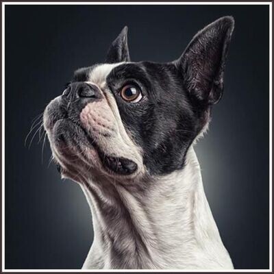 Lovely Boston Terrier