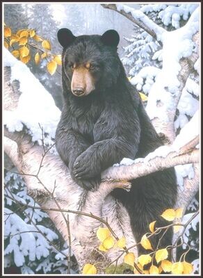Bear in snow