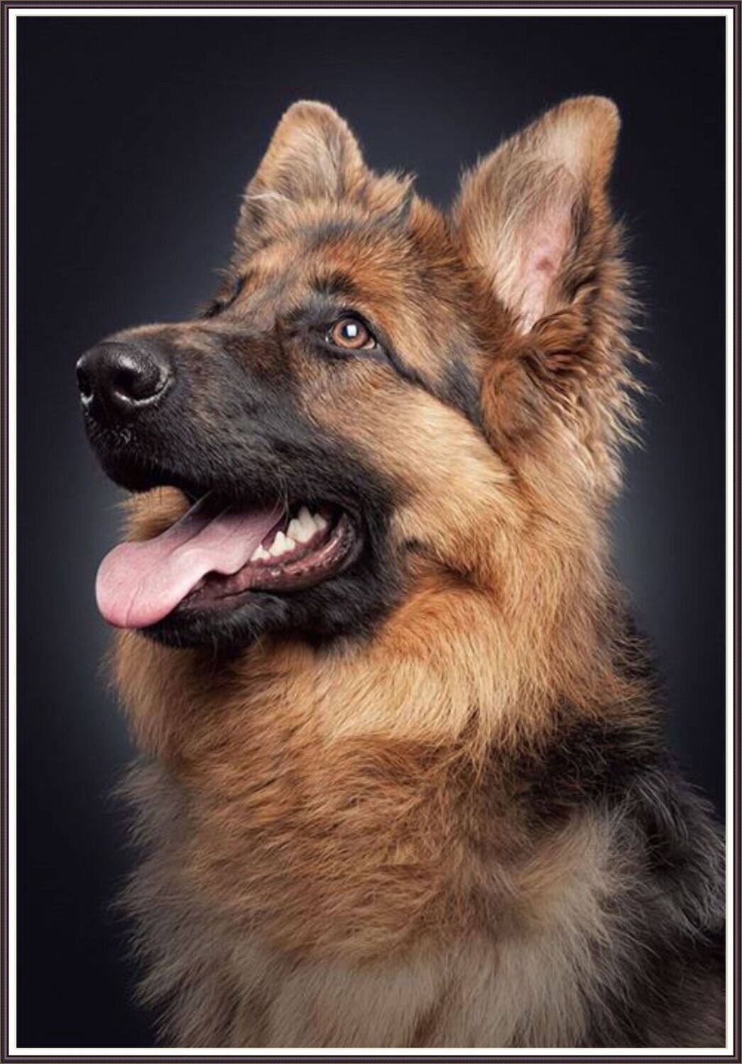 Young german shepherd