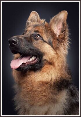 Young german shepherd