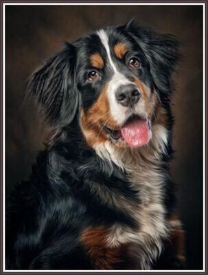 Bernese dog