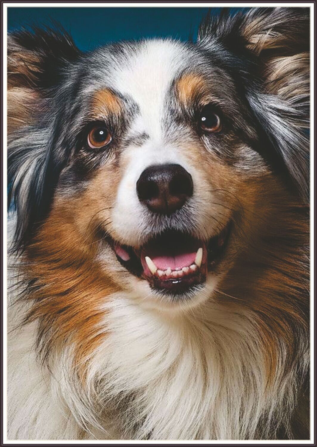 Australian shepherd