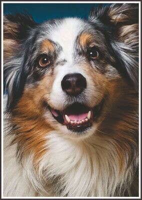 Australian shepherd