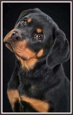 Rottweiler -Portrait