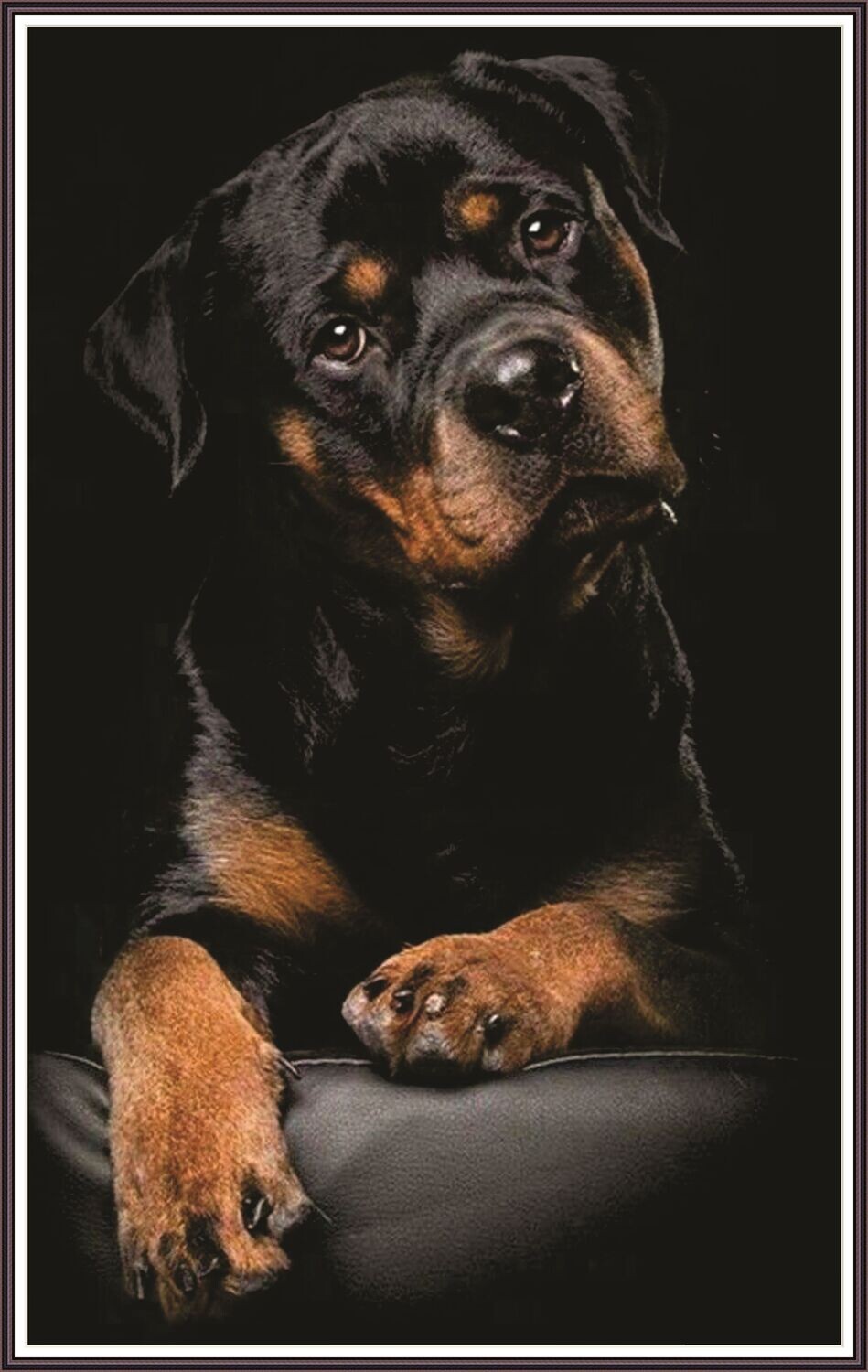 Rottweiler-Portrait