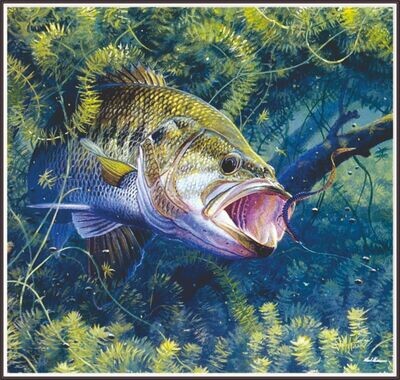 Bass Fishing